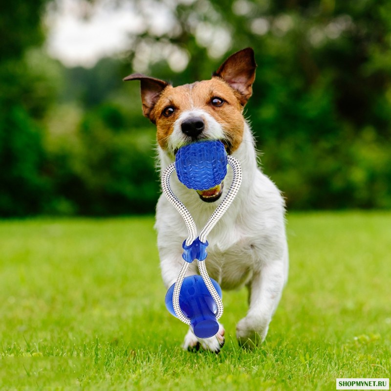 Pet Molar Bite Ball Cats Дрессировка собак Многофункциональный Pet Molar Резиновые жевательные шарики для чистки зубов Безопасная эластичность Soft Щенок